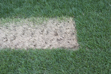 dead patch of grass.