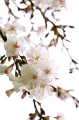 Wall Mural - Oriental cherry blossom