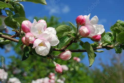 Plakat Jabłoń kwiaty