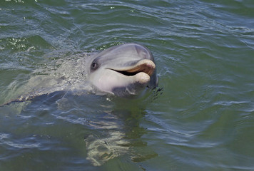 Wall Mural - Dolphin