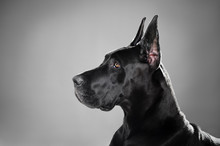 Noble Profile Of A Great Dane
