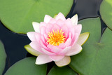 Beautiful pink water lilly