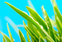 Green Grass Against The Sky Background