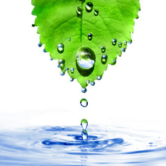 Wall Mural - green leaf with water drops and splash isolated on white