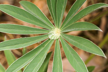 Canvas Print - small drops on green plant