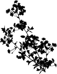 Poster - black cherry tree branch with flowers