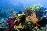 Fototapeta Do akwarium - Indonesian coral reef