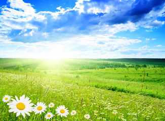 field of daisies