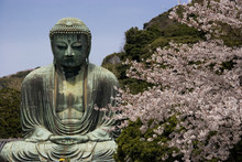 Kamakura Daibutsu With Cherry Blossoms