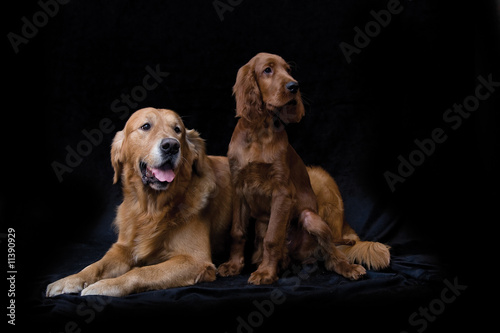 Golden Retriever And Irish Setter Puppy On Black Background Stock Photo Adobe Stock
