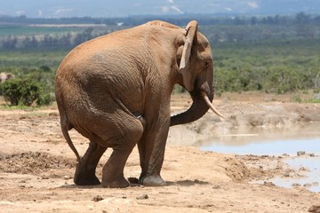 Wall Mural - Male Elephant Behaviour