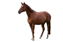 Brown Horse Isolated On White