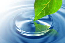 Green Leaf Touching Water