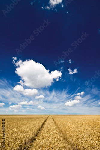 Foto-Doppelrollo - Getreide und blauer Himmel (von Stephan Leyk)