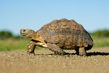 Poster - Mountain tortoise (Geochelone pardalis), South Africa