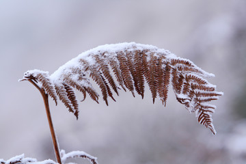 Farnblatt mit Schneehaube - Winter im Hohen Venn