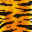 nice tiger fur texture