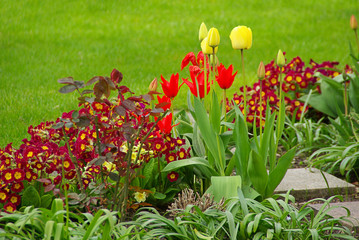 Wall Mural - Tulpe und Primel - tulip and primrose 01