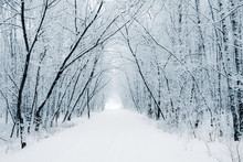 Winter White Alley