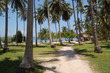 Palm trees near the tropical beach