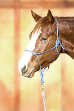 Beautiful Quarter Horse Wearing A Rope Halter