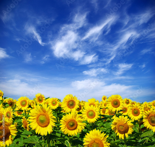 Foto-Duschvorhang nach Maß - sunflower field (von Pakhnyushchyy)