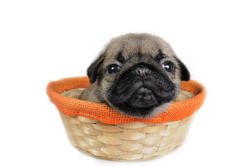 Wall Mural - Pug puppy in basket.