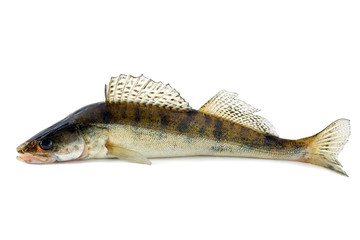 Poster - fish zander