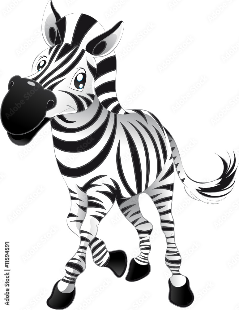 baby-zebra