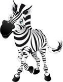 Fototapeta  - Baby Zebra