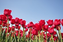 Red Tulips In The Countryside From Holland