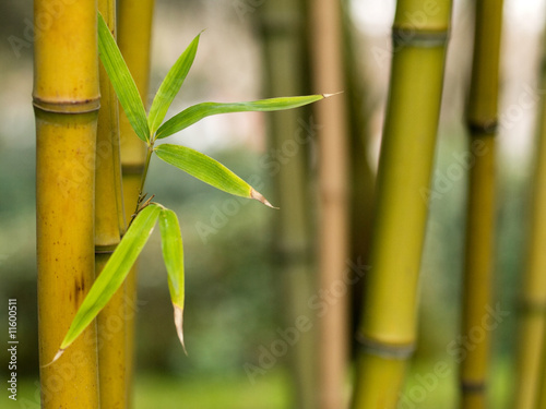 pedy-bambusa