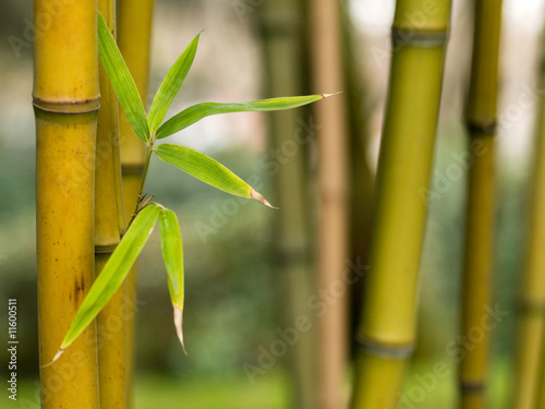 Naklejka na szybę Bamboo shoots