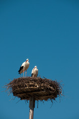 Stork  on nest