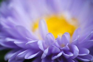 Purple daisy flower macro
