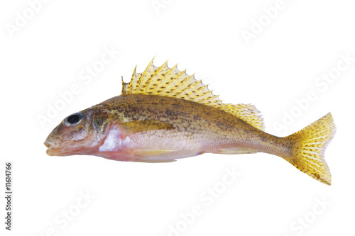 Fotografía Small ruff fish isolated