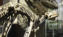 Paleontological Museum In Berlin