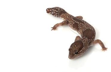 Poster - Jungle African Fat-tailed Gecko