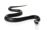 Eastern Indigo Snake