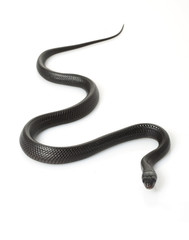 Poster - Eastern Indigo Snake