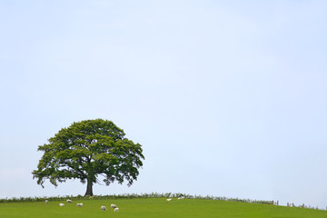 Wall Mural - Oak Tree Landscape