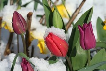 Spring Flowers In Snow