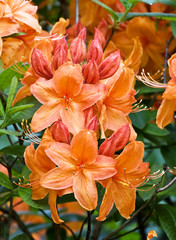  Orange rhododendron