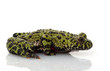 Green Fire-bellied Toad