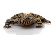 Brown Fire-bellied Toad