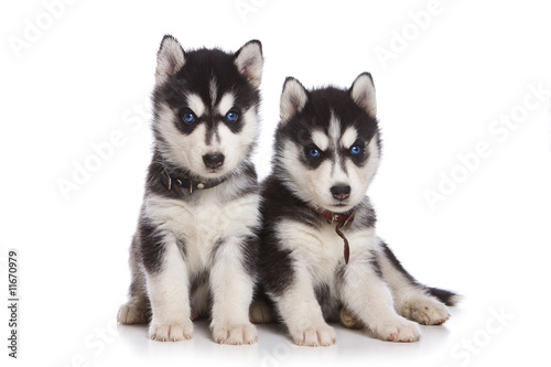 Naklejka na meble Siberian Husky puppy on white