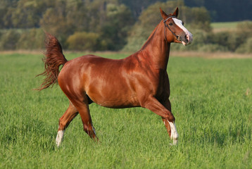 Naklejka trawa koń natura arabian zwierzę