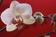 Orchide vor rotem Hintergrund