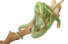 Veiled Chameleon