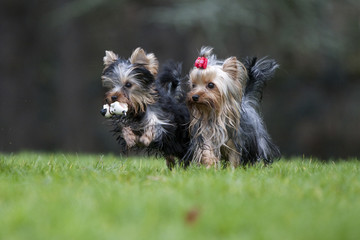 deux yorkshire terriers en course,avec objet dans la gueule